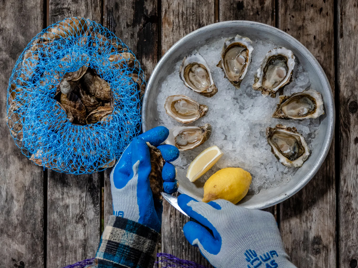Blue Pool Oysters - Image 2