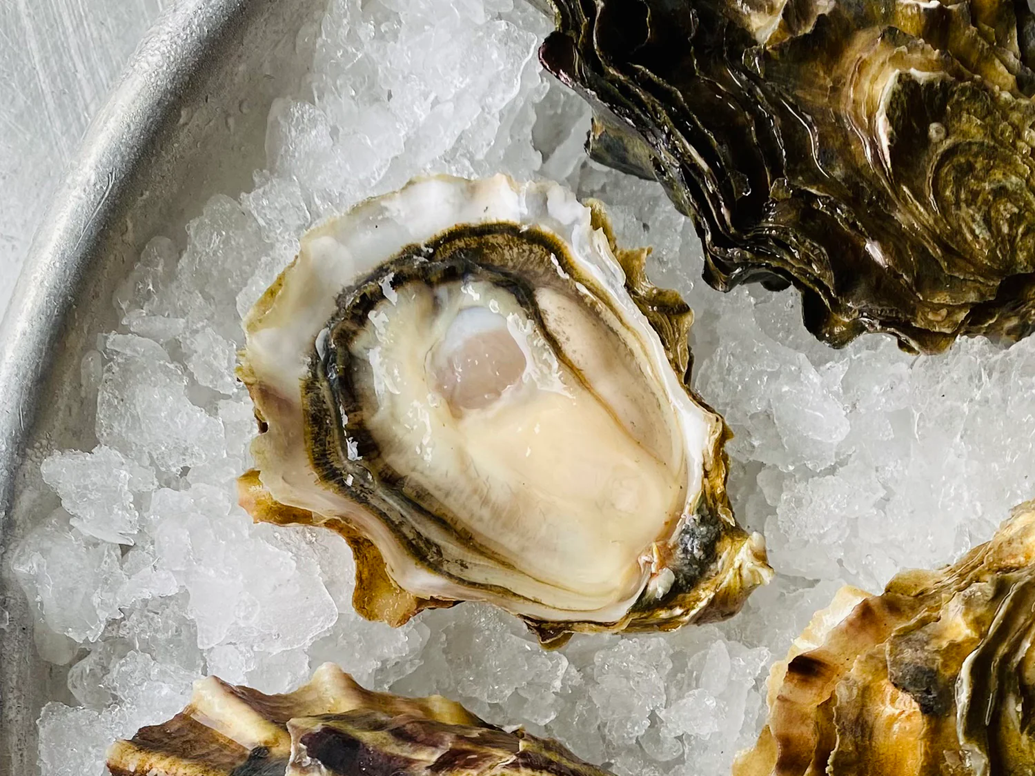 Wildcat Oysters